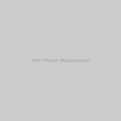 SKP1 Protein (Recombinant)